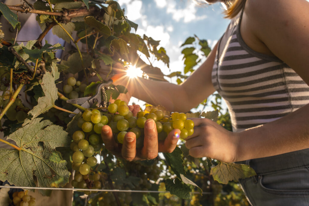 Woman harvesting green grapes