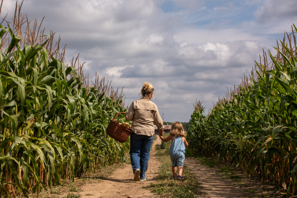 Grandmother and young granddaughter walking road through corn field