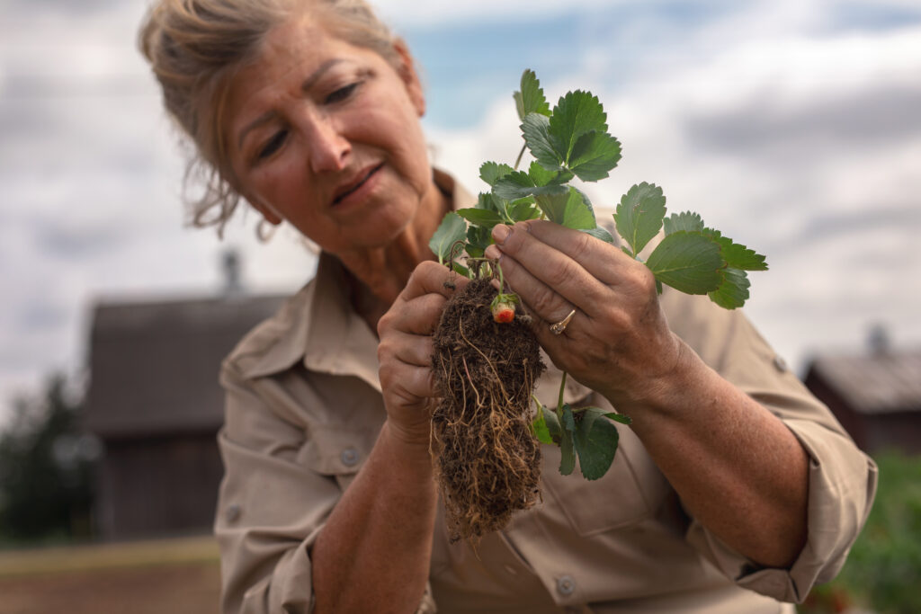 Woman holding strawberry plant. Roots are visible with small strawberry